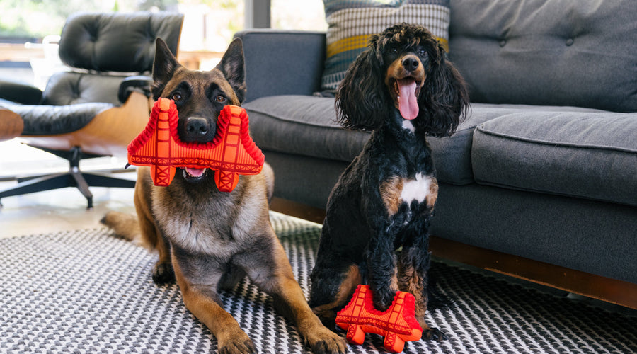 6 Ways To Plan A Dog Play Date: Bring In The Love They Crave For!
