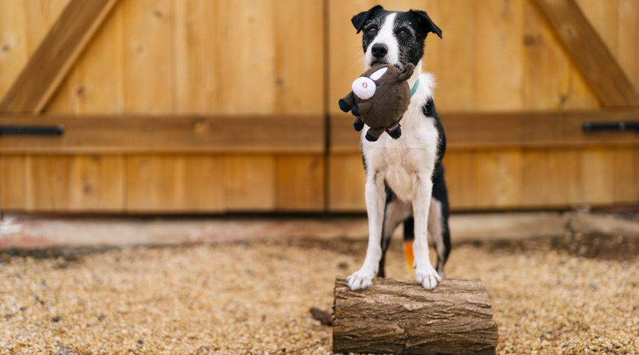 Can Dogs and Horses Get Along