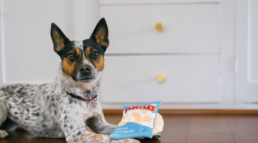 5 Reasons Your Dog Might Be Scratching and How to Help