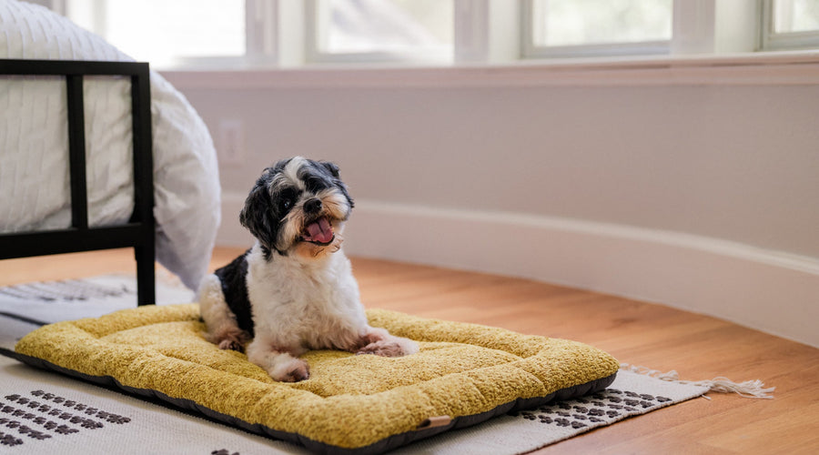 Is a Shih Tzu the Breed for Someone with Allergies?