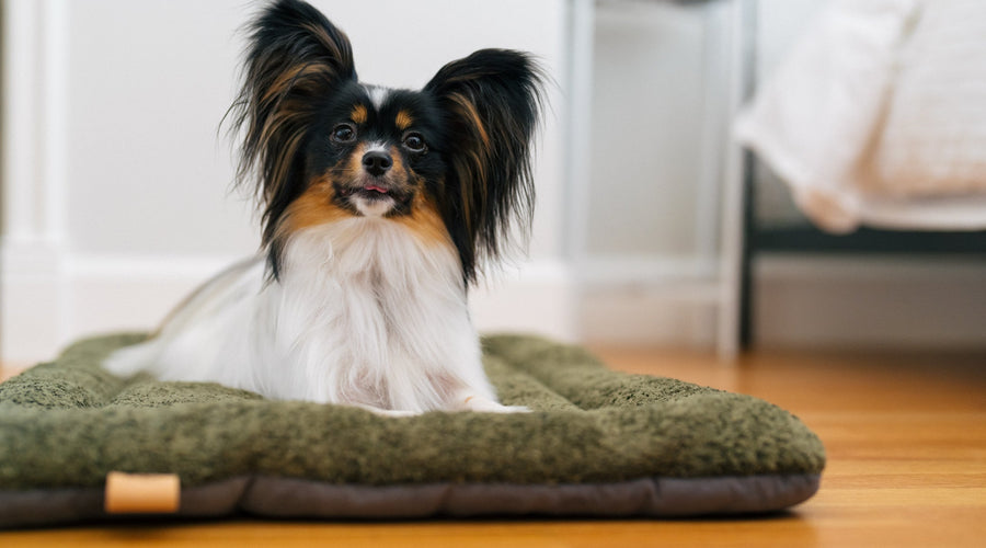 Natural Remedies for Dogs with Arthritis