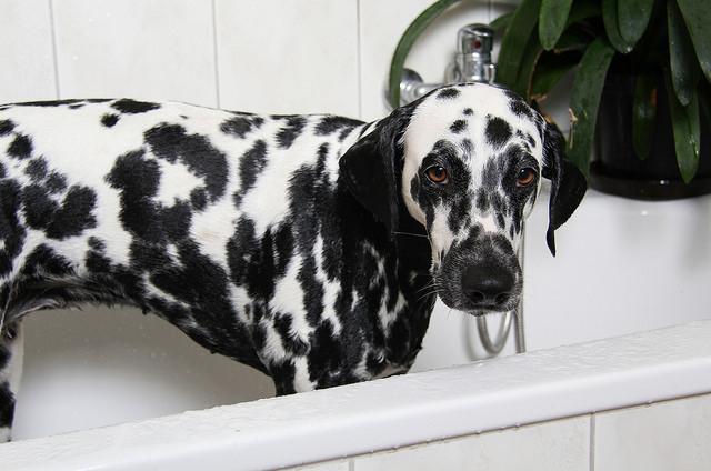 How to Train Your Dog to Love Baths