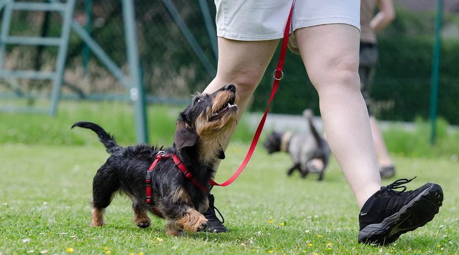 Dog Training Basics: The Beginner’s Guide To Training Your Dog