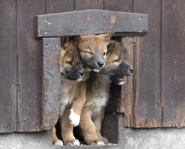 Training Your Pup: A Guide to Kennels and Crates