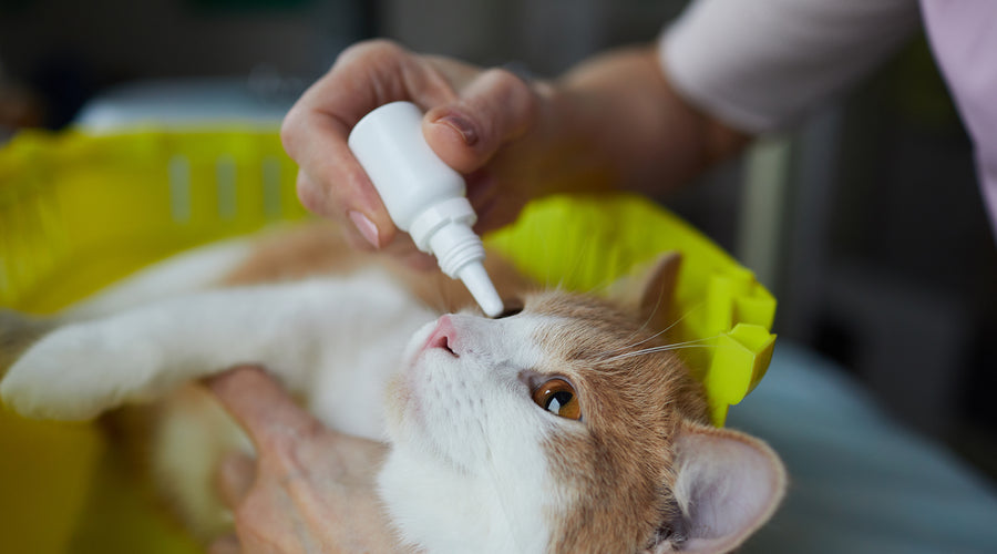 Cat Eye Infection and Its Treatment