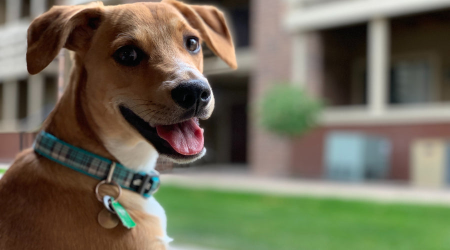 7 HVAC Maintenance Tips For Your Pet-Friendly Home