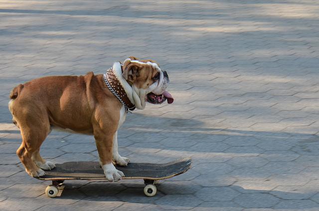 10 Unique Tricks You Can Teach Your Dog