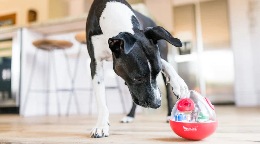 Smart Storage Solutions for Pet Supplies