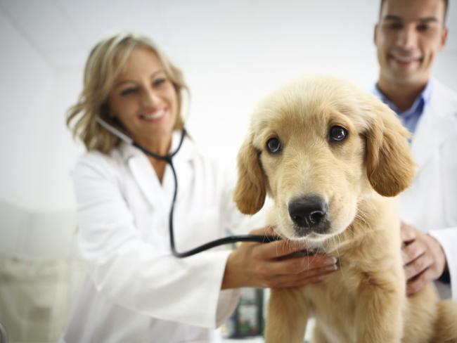 What is the Value of Pet Insurance?