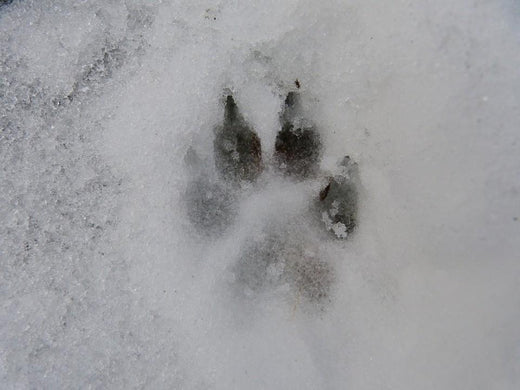 Winter Dog Shelters  and the Flower Battle of Aught Six