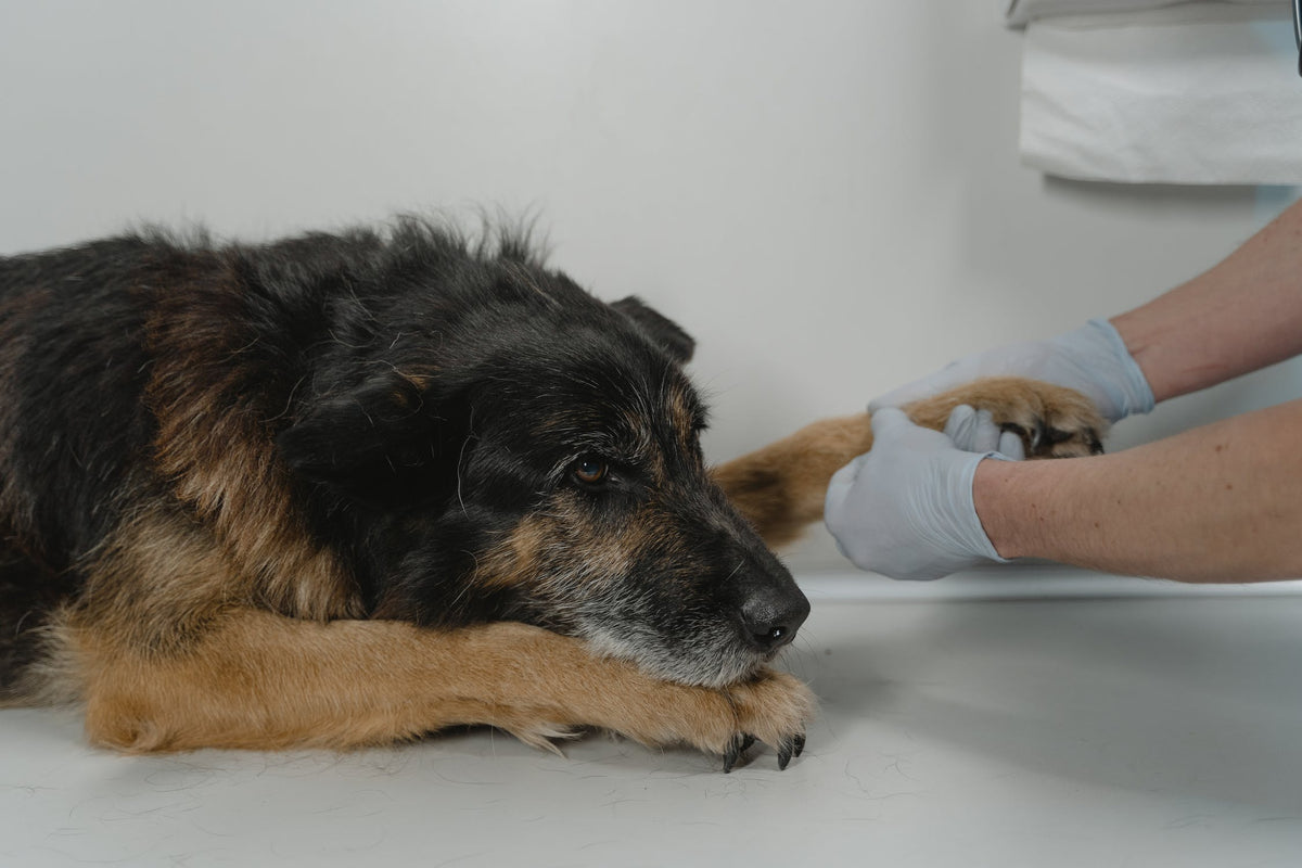 Here's How To Care for Your Dog's Wound if They've Been Playing Too Ro ...