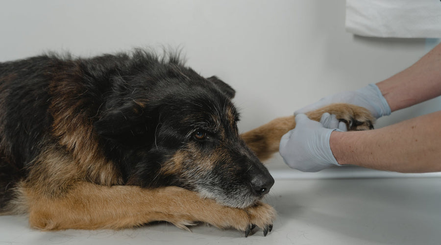 Here's How To Care for Your Dog's Wound if They've Been Playing Too Roughly