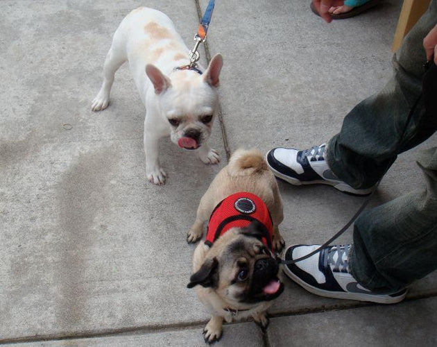 Wordless Wednesday: Momo is Thankful for BFFs!