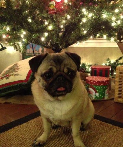 Merry Christmas!