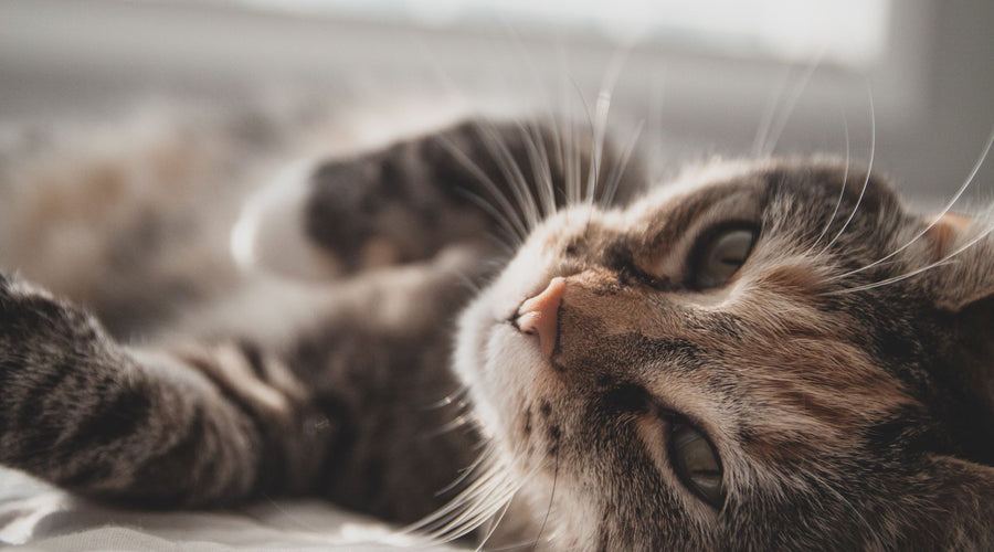 Common Cat Urinary Issues