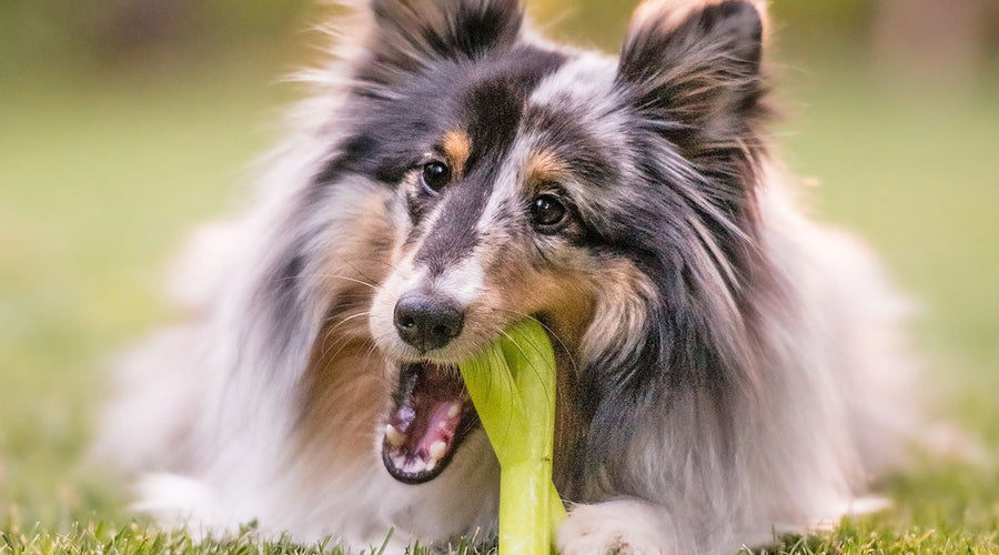 5 Ways To Stop A Dog From Digging Up Your Yard 