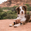 Load image into Gallery viewer, P.L.A.Y. Big Five of Africa Collection - Cape Buffalo Toy on top of a rock in between brown and white aussie pup staring at the camera
