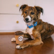 Load image into Gallery viewer, P.L.A.Y.'s Pup Cup Cafe Collection - Doggo's Java Toy sitting between a little brown dog's paws in the kitchen
