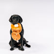 Load image into Gallery viewer, IHOP x P.L.A.Y. Pancake Pup Stack - toy hanging out of black lab's mouth while in a sitting position staring into camera
