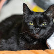 Load image into Gallery viewer, P.L.A.Y. Feline Frenzy Halloween Boo Crew Toy Set - black cat posing with ghost toy on a pumpkin Chill Pad
