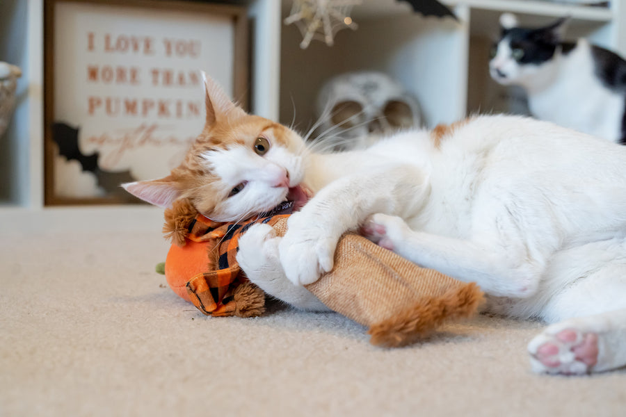 Scaredy Crow Cat Toy by Play Pet Brands