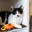 Load image into Gallery viewer, P.L.A.Y. Feline Frenzy Halloween Menacing Mice Toy Set - orange mouse sittng next to black and white cat in a cubby
