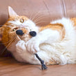 Load image into Gallery viewer, P.L.A.Y. Feline Frenzy Halloween Menacing Mice Toy Set - tan mouse in paws of ginger kitty laying on side on the couch
