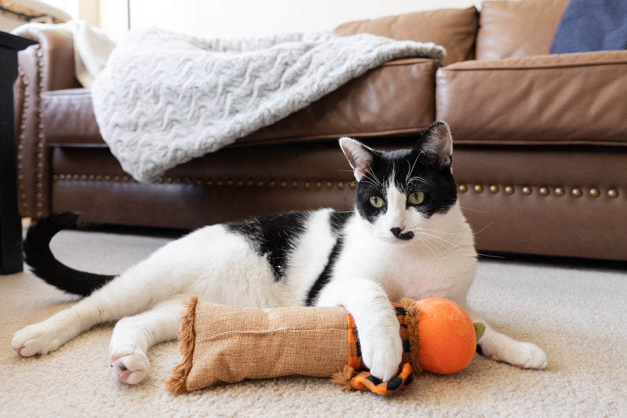 Scaredy Crow Cat Toy by Play Pet Brands
