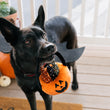 Load image into Gallery viewer, Play Howl-o-ween Treat Basket Toy being held inside a black dog's mouth standing on a door mat wearing bat wings like it's trick-or-treating
