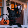 Load image into Gallery viewer, A black dog with front legs perched up on a white porch railing next to a Play Howl-o-ween Treat Basket Toy, in front of a house decorated for Halloween.
