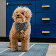 Load image into Gallery viewer, The Entertainer Bandana by P.L.A.Y. - fluffy dog modeling the pinapple print bandana
