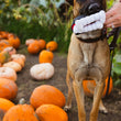 Load image into Gallery viewer, A tan and black dog stands on a pumpkin in an outdoor pumpkin patch, holding a Play Howling Haunts Barky's Bite plush toy in its mouth. A human hand is visible on the right, holding the toy, with orange pumpkins and green foliage in the background.
