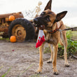 Load image into Gallery viewer, P.L.A.Y. Howling Haunts Collection - Doggy Dagger hanging from mouth of brown dog in pumpkin patch
