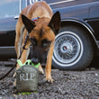 Load image into Gallery viewer, A brown and black dog on a leash biting a Play Howling Haunts Ghoulish Grave, a tombstone-shaped toy that says 'R.I.P' on the front with a green ghost popping out of the top

