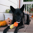 Load image into Gallery viewer, Black dog with Play Howling Haunts Candy Corn dog toy surrounded by Halloween-themed decorations on a porch
