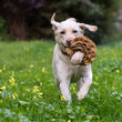 Load image into Gallery viewer, A dog running on grass with Fog City Pet x P.L.A.Y. Fun-guy toy in its mouth
