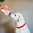 Load image into Gallery viewer, Holiday Classic Collection by P.L.A.Y. - Cheerful Candy Canes Toy being handed to white lab by human
