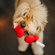 Load image into Gallery viewer, P.L.A.Y. Puppy Love Collection - Fur-ever Hearts Toy in mouth of sweet Golden Doodle's mouth looking up at camera
