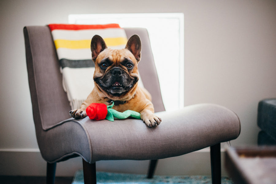 Rover's Roses Dog Toy by Play Pet Brands Rover's Roses Dog Toy by Play Pet Brands