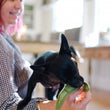 Load image into Gallery viewer, Play Garden Fresh Peapod Toy being offered to a small back dog while on dog mom's lap
