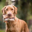 Load image into Gallery viewer, Camp Corbin Collection Gimme S'mores Toy by P.L.A.Y. in dog's mouth outdoors
