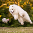 Load image into Gallery viewer, P.L.A.Y.'s Forest Friends Collection - Baxter the Bunny toy flying through air outdoors next to a big white fluffy dog
