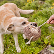 Load image into Gallery viewer, P.L.A.Y. Forest Friends Collection - Hamilton the Hedgehog Toy in a Labrador's mouth playing tug with human
