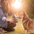 Load image into Gallery viewer, P.L.A.Y.'s Forest Friends Collection - Robby the Raccoon nose to nose with a Corgi in a forest with his mom holding the toy
