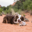 Load image into Gallery viewer, P.L.A.Y.'s Big Five of Africa Toy Collection - beautiful fluffy brown and white dog chewing on the Rhino's tail in the middle of a sandy trail
