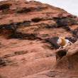 Load image into Gallery viewer, P.L.A.Y.'s Big Five of Africa Collection - Lion toy sitting on the edge of a rock formation
