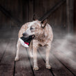 Load image into Gallery viewer, P.L.A.Y. Howling Haunts Collection - Barky's Bite Toy in dog's mouth outside a barn with spooky fog around it
