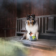 Load image into Gallery viewer, P.L.A.Y. Howling Haunts Colletion - Pup's Potion Toy sitting in front of a fluffy dog on a wooden bench with spooky fog around it
