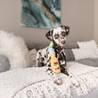 Load image into Gallery viewer, P.L.A.Y. Tropical Paradise Collection - Canine Cerveza Toy with Dalmation posing on gray couch staring at camera
