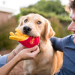 Load image into Gallery viewer, P.L.A.Y. American Classic  French Fries - in a Golden Retreiver's mouth between dog mom and dad smiling
